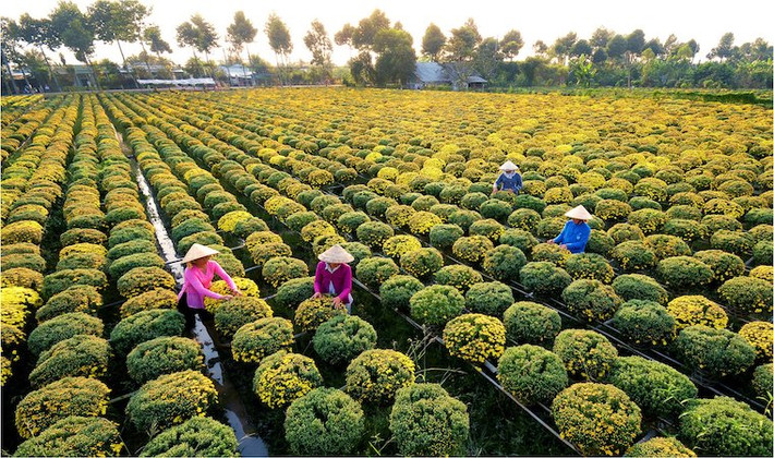 Điểm đến thú vị ven bờ Mekong tiếp theo của Việt Nam được tờ The Sydney Morning Herard gợi ý cho du khách là Sa Đéc. Nơi đây được nhiều người biết đến khi nhà văn Pháp thế kỷ 20 Marguerite Duras viết tác phẩm "The Lover" (Người tình) khi sống ở Sa Đéc. Ảnh: Dulich.dongthap.gov.vn.