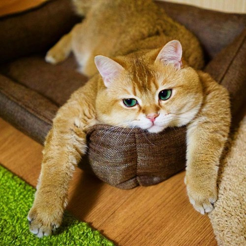 Nếu đã từng yêu mến chú mèo đi hia trong bộ phim quái vật Shrek nổi tiếng hay gã mèo béo mầm Garfield trong truyện tranh cùng tên, bạn nhất định phải gia nhập vào hội fan cuồng của chú mèo có tên Hosico đến từ xứ sở Bạch Dương.