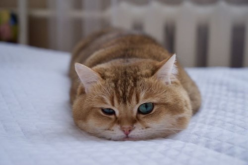 Tuy nhiên, Hosico lại là chú mèo có tính cả thèm chóng chán.