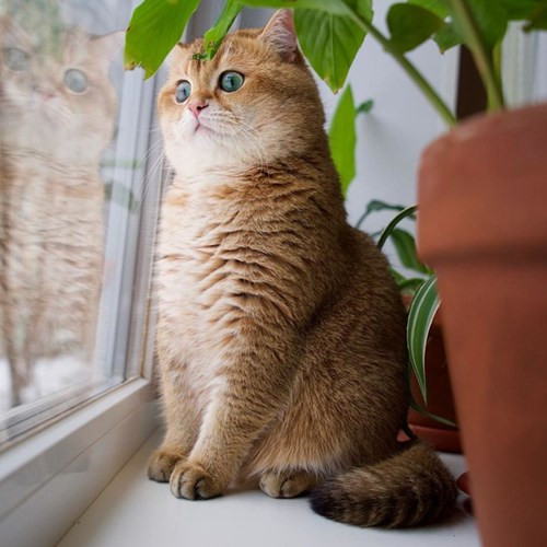 Ngay từ nhỏ, Hosico đã có vẻ ngoài vô cùng dễ thương với bộ lông màu vàng óng và tính cách lạ thường.