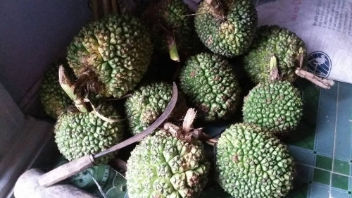 Theo Đông y quả dứa dại có vị ngọt, tính bình. Có tác dụng ích huyết, cường tâm, bổ tỳ vị, tiêu đàm, phá tích trệ, giải độc rượu...