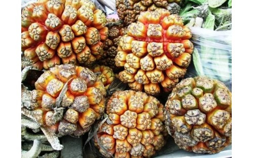 Đặc biệt quả dứa dại dùng chữa viêm gan cực tốt. Bạn có thể lấy quả dứa dại 12g, diệp hạ châu 8g, nhân trần 12g, trần bì 8g, hổ trượng căn 12g, ngũ vị tử 6g, cam thảo 4g, sắc với 1.000ml, đun cạn còn 450ml, chia thành 3 lần uống lúc đói trong ngày.