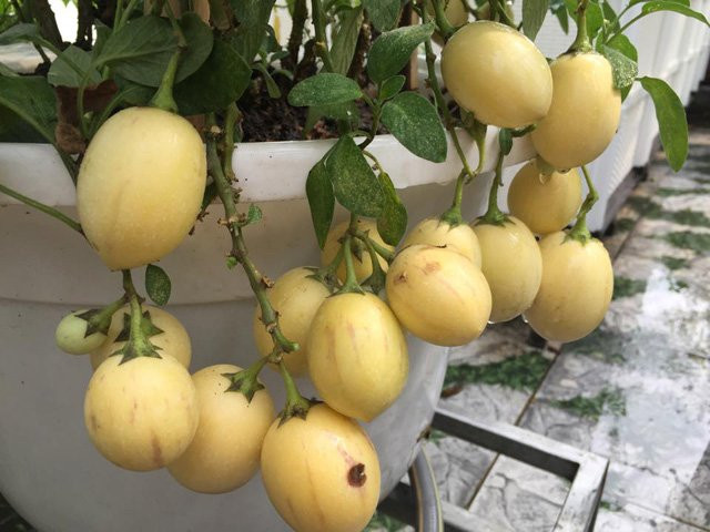 Cận cảnh một cây dưa Pennino mới xuất hiện ở nước ta năm nay. Ảnh: Giongcaytrong.