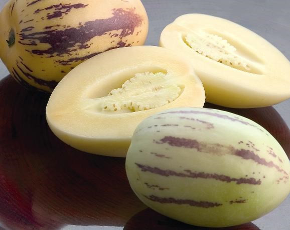 Dưa Penino còn được gọi là Sweet Cucumber bởi mùi thơm ngọt ngào hấp dẫn, giàu dinh dưỡng thích hợp cho trẻ em. Ảnh: Giongcaytrong.