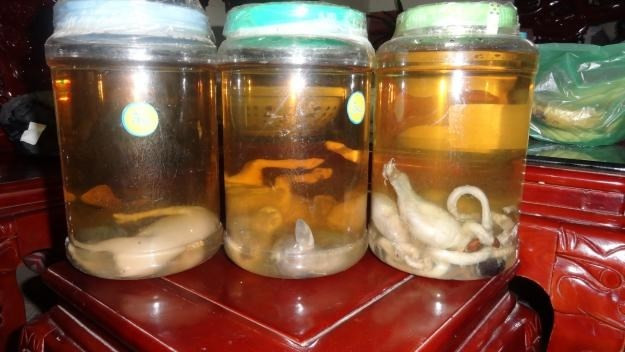 Thực tế, nếu ngâm các loại động vật sống không đúng bài bản thì rượu này chẳng qua là dung dịch thối, uống vào chưa thấy tác dụng đâu mà chỉ chuốc bệnh vào thân. Ảnh: CSTC.