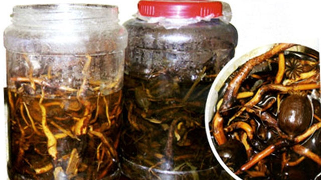 Rượu ngâm rễ cây rừng: Đây là loại rượu ngâm rất phổ biến thường gặp ở các tỉnh miền núi nước ta. Ảnh: NLĐ