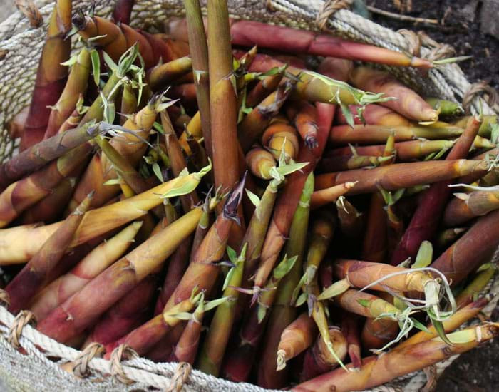 Món măng trúc cũng là đặc sản ngon bạn không nên bỏ lỡ trong tháng 3 năm. Măng trúc nhỏ, non, giòn ngọt nên khi chế biến thành món ăn đều rất được yêu thích.