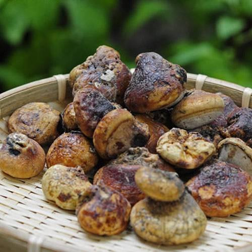 Cách tốt nhất để dùng quả tu nguyên là rửa sạch, cắt thành từng lát rồi đun với nước sạch, đun sôi khoảng 10 phút thì bắc ra, chắt lấy nước uống thay trà.