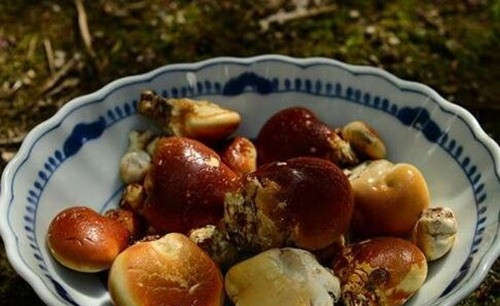 Loại quả dân dã này có tên là quả tu nguyên, sinh trưởng trên cây chết khô ở vùng cao nguyên Tây Tạng. Thịt quả màu trắng sữa, trong y học cổ truyền Trung Quốc thường dùng làm thuốc nam chữa viêm phế quản, ho, hen suyễn, viêm họng, đau răng.
