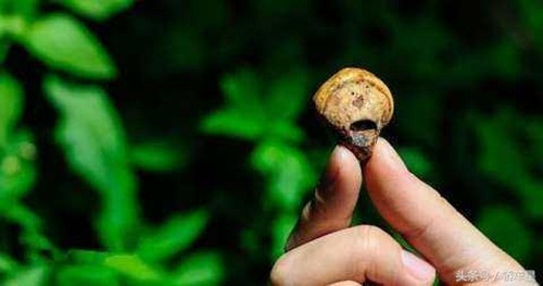 Tại Trung Quốc, quả tu nguyên được sử dụng rộng rãi để chữa các bệnh ung thư gan, ung thư phổ, ung thư dạ dày, ung thư vòm họng, ung thư xương, ung thư hạch, ung thư buồng trứng, ung thư tử cung, ung thư vú, ung thư não và ung thư máu và sau phẫu thuật.