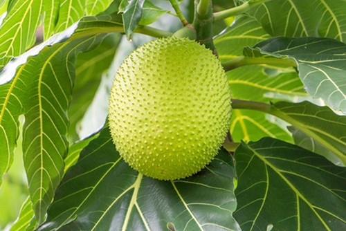 Do có vị chín bùi, khi nướng lên thơm như bánh mì, ăn vào lại có vị như khoai tây nên quả sake có thể chế biến thành nhiều món ăn thơm ngon và được rất nhiều người ưa chuộng.
