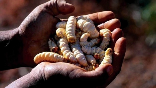 Những du khách đã từng trải nghiệm món ấu trùng bướm Witchetty Grub cho biết, quả thật món này nhìn rất ghê tợn nhưng khi ăn vào miệng, vị của nó rất thơm, ngon, giống như vị thịt gà lại có chút như vị tôm kết hợp cùng hạnh nhân.