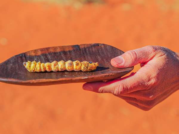 Người ta có thể nướng, chiên hoặc trộn sốt xì dầu chua cay ấu trùng bướm Witchetty Grub. Tuy nhiên, món ấu trùng bướm Witchetty Grub nướng được xem là món thơm ngon nhất, được nhiều thực khách yêu thích, cũng được xem như đặc sản Australia nên thử.