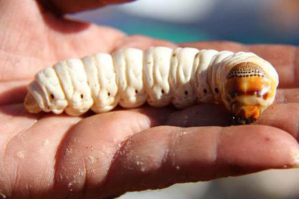 Đáng nói, sâu bướm tuy nhìn có chút kinh dị nhưng lại là món đặc sản cực nhiều người dân Australia yêu thích. Họ xem nó là một món ăn bổ dưỡng và không hề ngần ngại khi thả cả con Witchetty Grub vào miệng ăn sống.