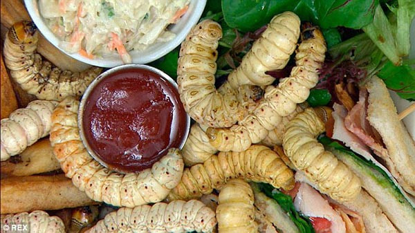 Để tìm được ấu trùng bướm Witchetty Grub, người Australia thường đào xời bên dưới cây Witchetty. Nếu may mắn đào được đúng ổ thì họ sẽ thu hoạch được cả cân ấu trùng bướm Witchetty Grub.