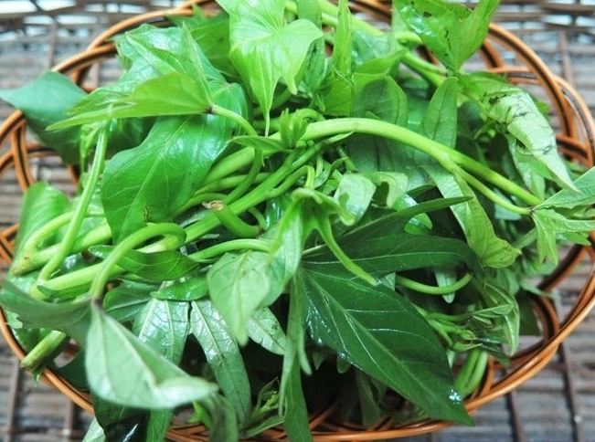 Ai cũng biết củ khoai lang rất tốt lại giàu dinh dưỡng nhưng lá khoai lang cũng tốt không kém. Nhiều người không thích ăn rau khoai lang vì cho rằng loại rau này nhớt lại dễ nhũn, nước luộc chát, ăn không ngon. Xưa cũng như này, rau khoai lang thường được hái về băm rồi nấu cám lợn.