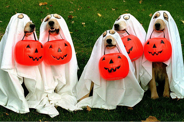 12,9 người có thú cưng cũng hóa trang cho những con vật cưng của mình tham dự lễ hội Halloween.