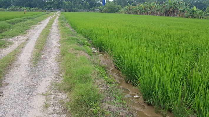 Hệ thống dây thép trần được người dân giăng quanh ruộng lúa ngay sát đường đi.