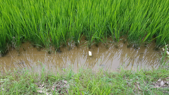 Hệ thống dây thép này sẽ được đấu nối với điện bình ắc quy để đánh bẫy, diệt chuột hoặc đấu vào điện lưới 220V để bẫy chuột xung quanh ruộng lúa.