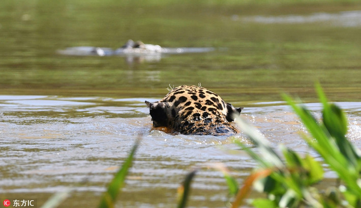 Qua những hình ảnh có thể thấy, con cá sấu Caiman đã lọt vào tầm ngắm tử thần của báo đốm. Từ trên bờ, báo đốm đã rình rập và quyết định nhắm cá sấu Caiman làm con mồi.