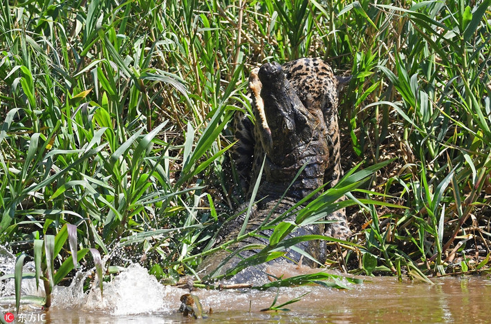 Qua màn săn giết cá sấu Caiman làm bữa trưa, con báo đốm châu Mỹ này thực sự đã phô diễn được sức mạnh và kỹ thuật săn mồi đỉnh cao của họ Mèo lớn.