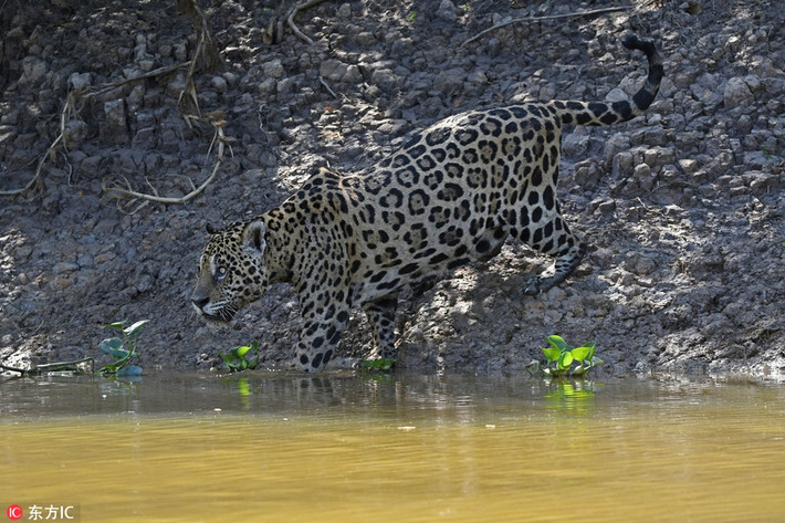 Mới đây, tại vùng đất ngập nước Pantanal ở Brazil, nhiếp ảnh gia động vật hoang dã ghi được những hình ảnh vô cùng ấn tượng khi báo đốm châu Mỹ thể hiện bản lĩnh săn mồi đỉnh cao, săn giết cá sấu một cách ngoạn mục.