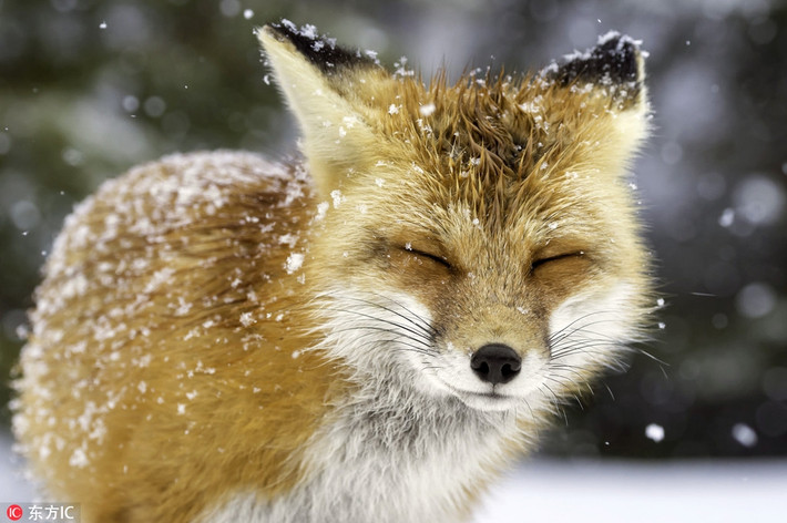 Tại Algonquin Park, Canada, một con cáo đỏ tò mò khám phá mọi thứ trong tuyết. Khuôn mặt của nó thư thái và tận hưởng đầy mê hoặc.
