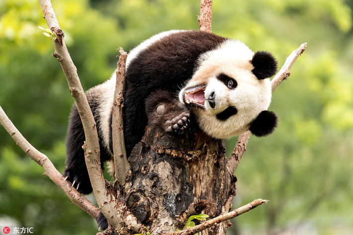 Ăn no, ngủ kỹ rồi lại chơi đùa, chú gấu trúc khổng lồ ở Tứ Xuyên, Trung Quốc khoe nụ cười tỏa nắng cực dễ thương của mình.