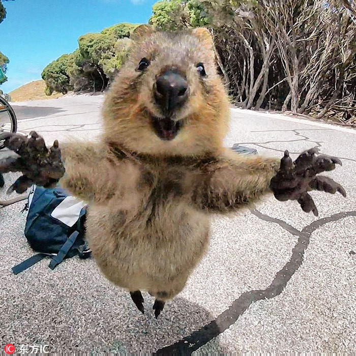 Tại Australia, một du khách đã chụp được hình ảnh vô cùng dễ thương của một con kangaroo lùn đuôi ngắn. Trong bức ảnh này, con vật nhỏ bé đang muốn nhảy lên, miệng nở nụ cười, cánh tay giang rộng như muốn nói: "Hãy ôm lấy tôi nào!".