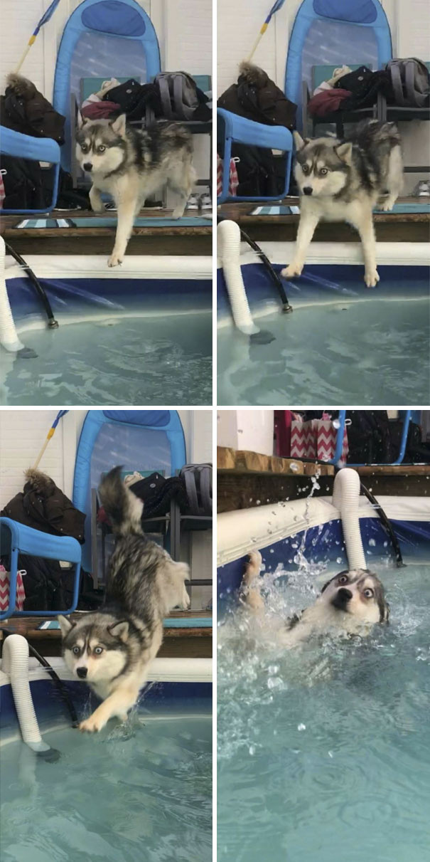 Định thể hiện thật ngầu thế nhưng thất bại, chú chó husky quả thật đã chứng minh, khó có giống chó nào nhiều ảnh chế như chó husky.