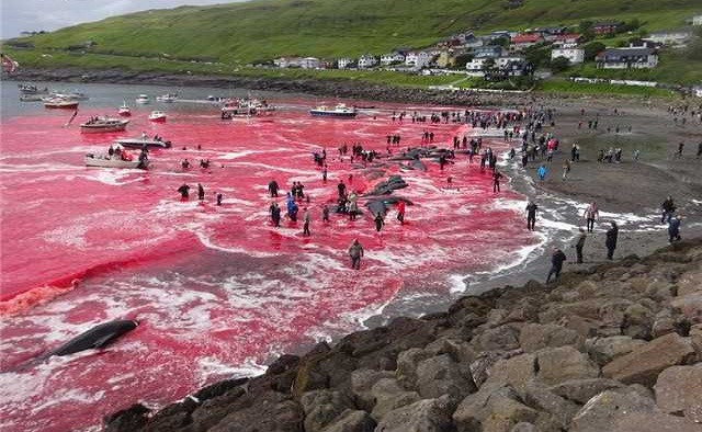Mới đây, tại quần đảo Faroe, vùng lãnh thổ tự trị thuộc Đan Mạch nằm giữa Anh và Iceland, hoạt động săn cá voi thường niên đã được tiến hành.