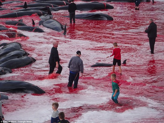 Nhiều du khách du khách viếng thăm quần đảo Faroe đúng vào dịp người dân trên đảo săn giết cá voi đã bị sốc và sợ hãi.