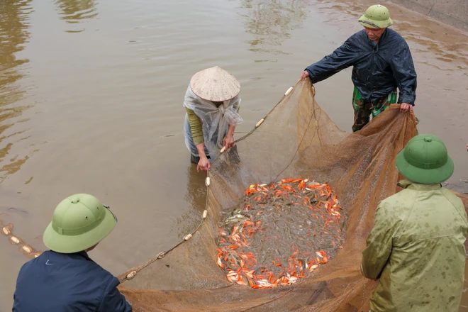Khách mua cá đến từ nhiều tỉnh thành miền Bắc như Hà Nội, Lào Cai,... Tuy nhiên những người nông dân tại đây cho biết sản lượng cá ít hơn mọi năm. (Ảnh: Minh Sơn/Vietnam+)