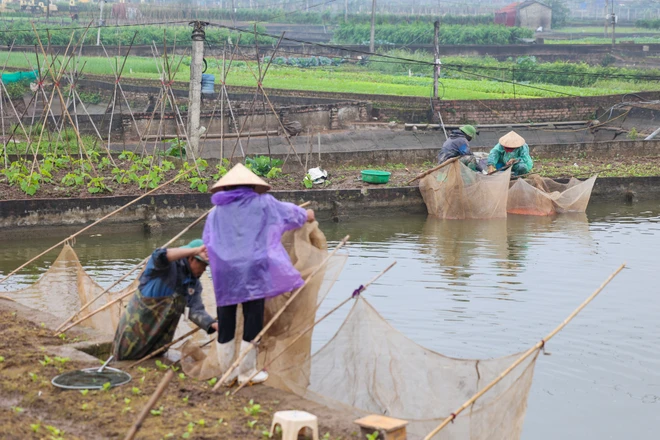 Ông Bùi Đình Chữ - Trưởng làng nghề sản xuất cá chép đỏ Thuỷ Trầm cho hay, nghề nuôi cá chép đỏ ở đây có từ những năm 1960. Ban đầu người dân địa phương chỉ nuôi cho đẹp, về sau nhu cầu thị trường ngày càng lớn khiến nơi đây trở thành nghề truyền thống. (Ảnh: Minh Sơn/Vietnam+)