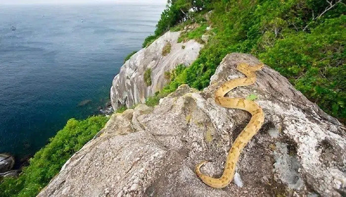 Hiện nay, chỉ có lực lượng Hải quân ở quốc gia này cùng những chuyên gia nghiên cứu hoặc nhà quay phim mới được phép tới đây. Ảnh: IT.