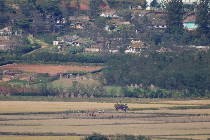 Những người nông dân đang thu hoạch mùa màng trên cánh đồng ở làng Kaepoong, Triều Tiên. Ảnh: Reuters.