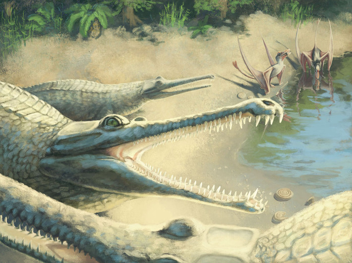Khi về già, mõm của Sarcosuchus rộng hơn và chế độ ăn cũng đa dạng hơn.
