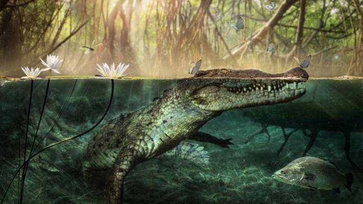 Thêm nữa, Sarcosuchus có 35 chiếc răng ở mỗi bên hàm trên và 31 chiếc răng ở mỗi bên hàm dưới. Chính hàm răng to lớn và chắc khỏe này đã khiến Sarcosuchus trở thành thủy quái săn mồi cực kỳ nguy hiểm.