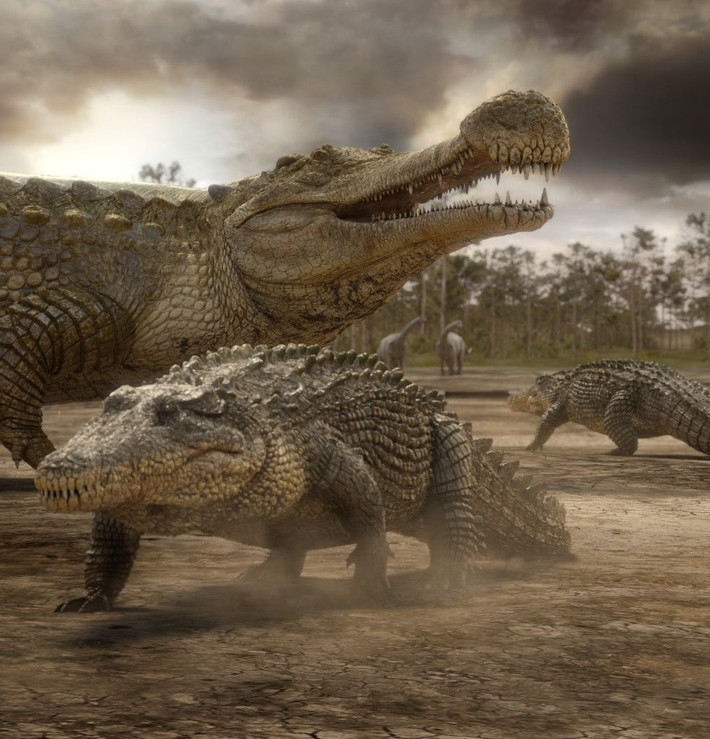 Loài cá sấu cổ đại Sarcosuchus có kích thước khổng lồ với chiều dài cơ thể có thể đạt tới 12m và nặng khoảng 8 tấn.