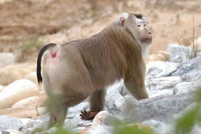 Khỉ đuôi lợn có tên khoa học là Macaca leonina. Tên gọi của nó xuất phát từ hình dáng chiếc đuôi giống như đuôi của loài lợn. Đây là một trong những loài lớn nhất trong họ nhà khỉ Cercopithecidae. Nó có bộ lông màu nâu nhạt, đỉnh đầu dẹt với màu lông nâu đậm, hai bên má lông dài, rậm, màu hung sáng phủ gần kín tai tạo thành đĩa mặt.
