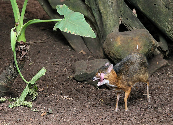Cheo cheo Nam Dương có tên gọi khoa học là Tragulus javanicus. Chúng là một loài động vật có vú thuộc họ cheo cheo, bộ ngón chẵn. Đây còn là loài thú móng guốc cổ nhất, hiếm, chỉ còn tồn tại ở các khu rừng nhiệt đới Đông Nam Á.