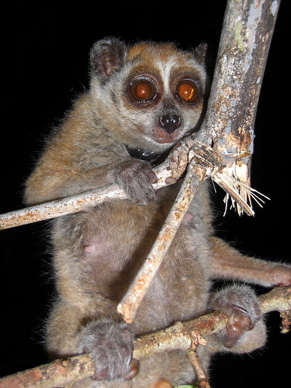 Theo các chuyên gia, 2 cá thể đó là cu li nhỏ. Loài cu li nhỏ có tên khoa học là Nycticebus pygmaeus, họ cu li Loricidae, bộ linh trưởng Primates. Nó thuộc nhóm IB nguy cấp, quý hiếm.