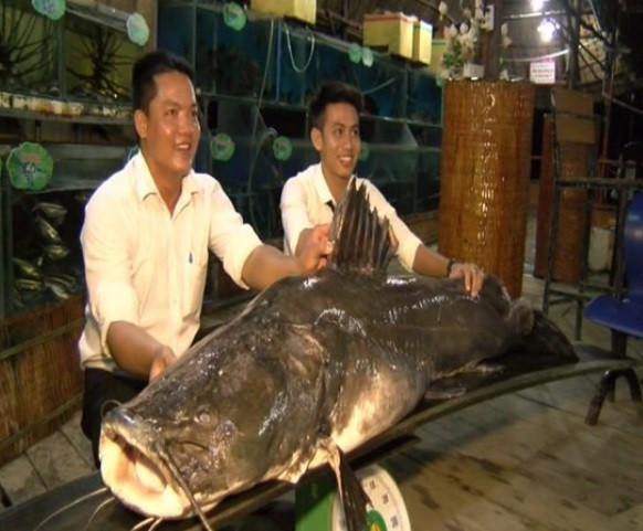 Ngày 5/6/2018, một người dân đã bắt được con cá lăng sông khủng nặng trên 100 kg tại sông Tiền thuộc khu vực tỉnh Đồng Tháp.