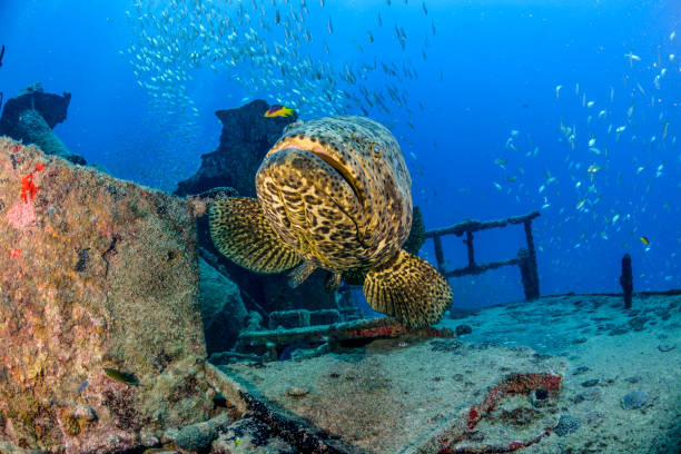 Cá mú khổng lồ Đại Tây Dương (tên khoa học Epinephelus itajara) rất dễ nhận biết với cơ thể màu nâu hoặc vàng lốm đốm chấm đen ở đầu và vây. Loài cá này có bộ hàm rộng, vây đuôi tròn, một số con có sọc ở hai bên thân.