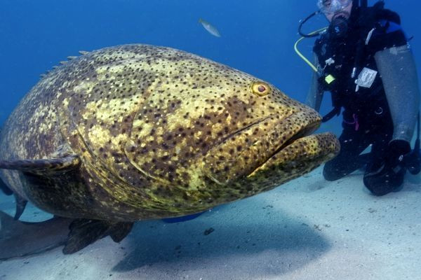 Thay vì sử dụng sonar quân sự, Lori Adornato - chuyên gia phụ trách dự án tại Cơ quan Nghiên cứu các dự án quốc phòng tiên tiến Mỹ (DARPA) nhận định có thể sử dụng âm thanh tự nhiên để phát hiện các mối đe dọa dưới biển. Xuất phát từ mục đích này, nhà nghiên cứu chính Laurent Cherubin của nhóm Grouper Guard tại Đại học Florida Atlantic đã tiến hành nghiên cứu loài cá mú khổng lồ Đại Tây Dương.