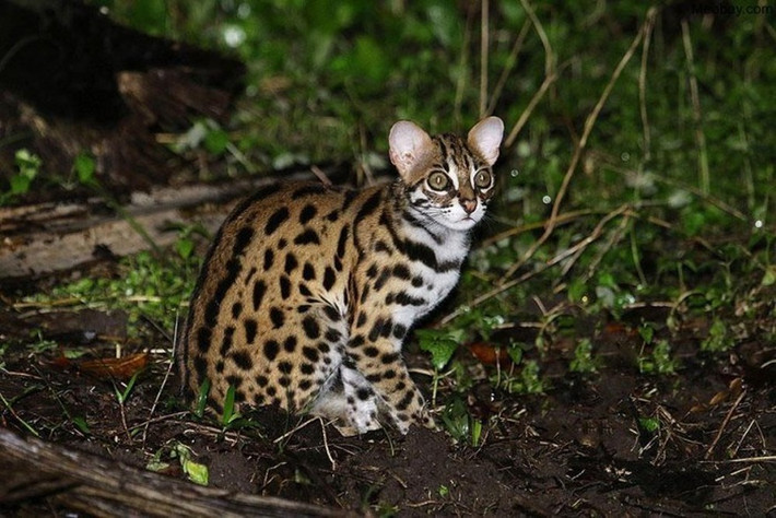 Mèo rừng (Prionailurus bengalensis) là động vật nguy cấp quý hiếm, xếp trong nhóm IIB, Nghị định 06/2019/NĐ-CP và Nghị định 84/2021/NĐ-CP của Chính phủ về quản lý thực vật rừng, động vật rừng nguy cấp, quý, hiếm và thực thi Công ước về buôn bán quốc tế các loài động vật, thực vật hoang dã nguy cấp.