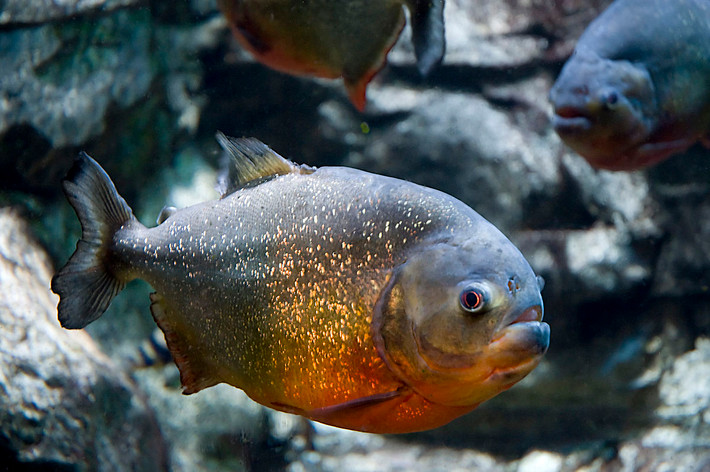 Cá Piranha bụng đỏ có những chiếc răng sắc nhọn. Các hàm răng của thủy quái này đan lồng vào nhau giúp chúng xé thịt con mồi một cách dễ dàng.