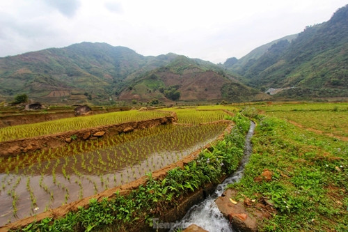 Tháng 3 ở Lai Châu còn có những cánh đồng ruộng bậc thang vừa cấy lúa xong. Và chỉ vài tháng sau, những cây lúa này sẽ cho ra loại gạo Séng Cù thơm ngon nức tiếng, giúp bà con có cuốc sống ấm no và hạnh phúc hơn.