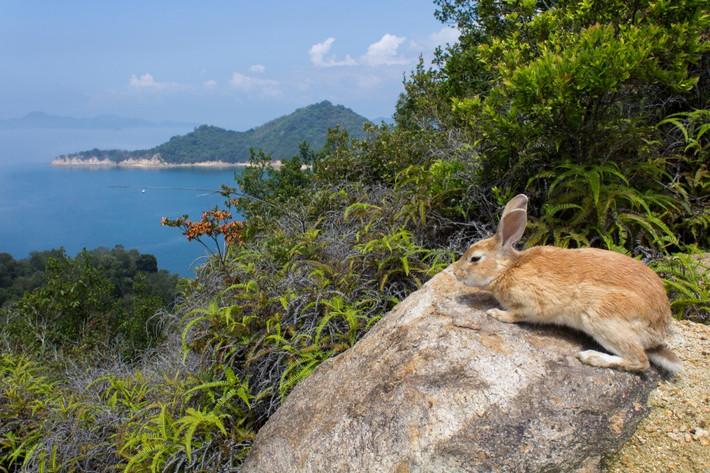 Đảo thỏ Okunoshima: Đảo Okunoshima hay còn được gọi là Usagi-shima (Đảo thỏ) nổi tiếng với hàng trăm chú thỏ mũm mĩm dễ thương. Chúng hoàn toàn không sợ người nên du khách có thể dễ dàng cho chúng ăn và cưng nựng, vuốt ve chúng.