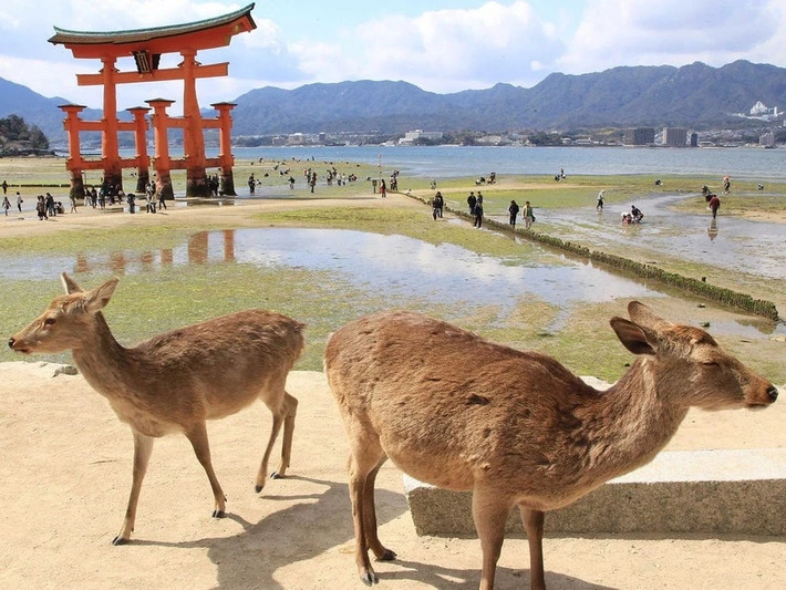 Đảo nai Itsukushima: Đây là nơi sinh sống của khoảng 500 con nai. Loài nai đã sống ở Itsukushima từ ít nhất 800 năm trước. Chúng được cư dân địa phương tôn vinh là sứ giả của thượng đế và được thờ tại đền Itsukushima trên đảo.